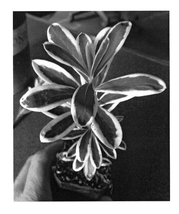 Figure 1 of US plant patent PP29000, the photograph of MonMkie printed in the patent.