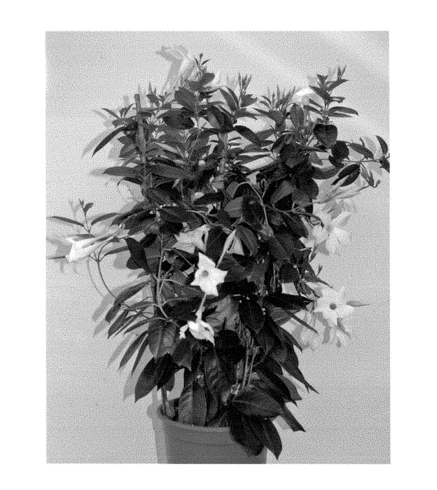 Figure 1 of US plant patent PP29001, the photograph of MAN216901 printed in the patent.