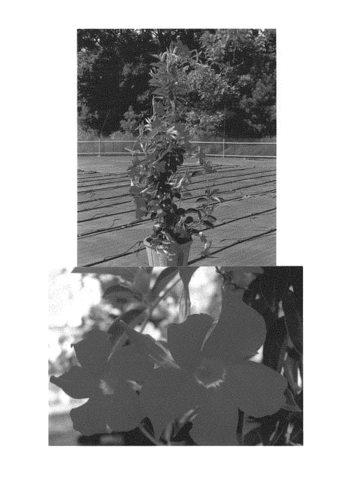 Figure 1 of US plant patent PP29002, the photograph of Sunpa 1463 printed in the patent.