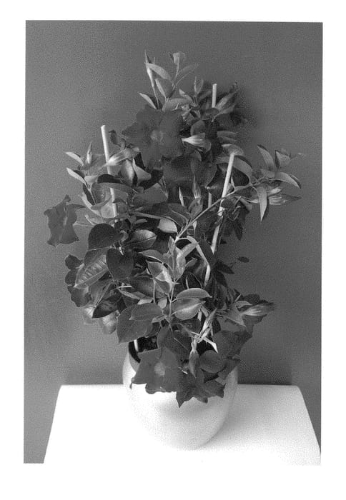 Figure 1 of US plant patent PP29003, the photograph of Inmanredgran printed in the patent.