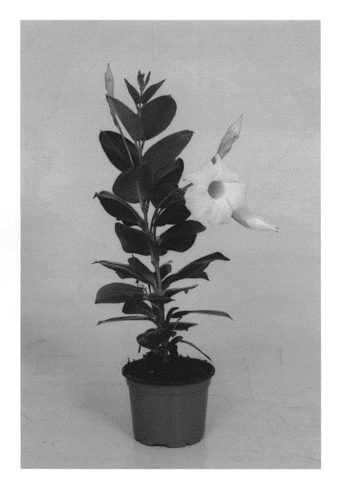 Figure 1 of US plant patent PP29004, the photograph of OOSMANWHI1 printed in the patent.