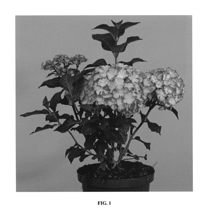 Figure 1 of US plant patent PP29005, the photograph of Horthamp printed in the patent.