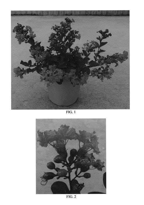 Figure 1 of US plant patent PP29006, the photograph of Conlagras printed in the patent.