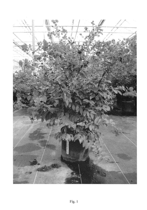 Figure 1 of US plant patent PP29007, the photograph of G2X133181 printed in the patent.