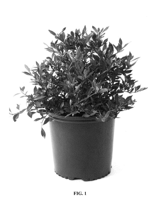 Figure 1 of US plant patent PP29008, the photograph of PS-2013-4 printed in the patent.