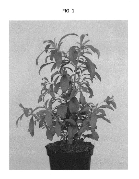 Figure 1 of US plant patent PP29009, the photograph of STEVILOMM printed in the patent.