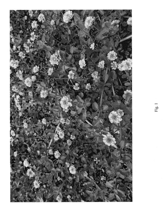 Figure 1 of US plant patent PP29010, the photograph of ECOLOPIA2 printed in the patent.