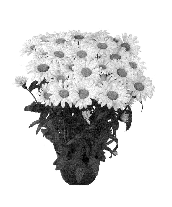 Figure 1 of US plant patent PP29011, the photograph of Barleuswechr printed in the patent.
