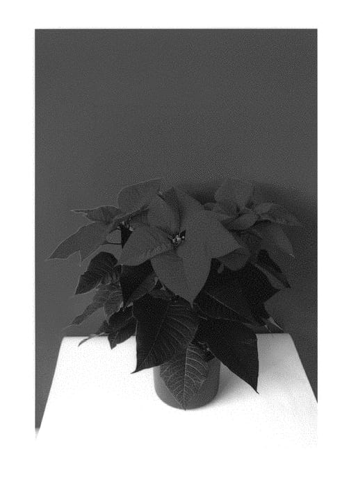 Figure 1 of US plant patent PP29012, the photograph of BKPONLR printed in the patent.