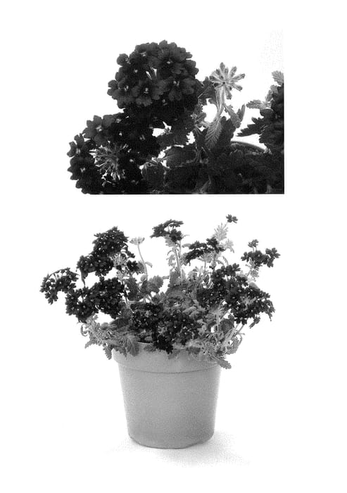 Figure 1 of US plant patent PP29013, the photograph of RIKAV38602 printed in the patent.