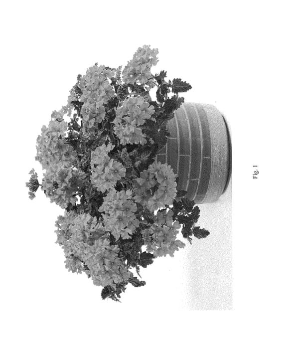 Figure 1 of US plant patent PP29014, the photograph of DVERDEPINK printed in the patent.