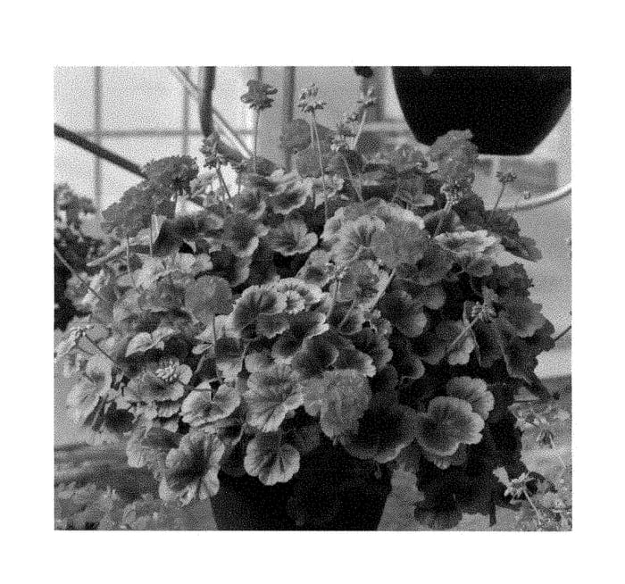 Figure 1 of US plant patent PP29015, the photograph of Fipelbrofir printed in the patent.