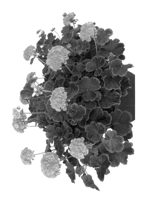 Figure 1 of US plant patent PP29016, the photograph of Fipelbrosalni printed in the patent.