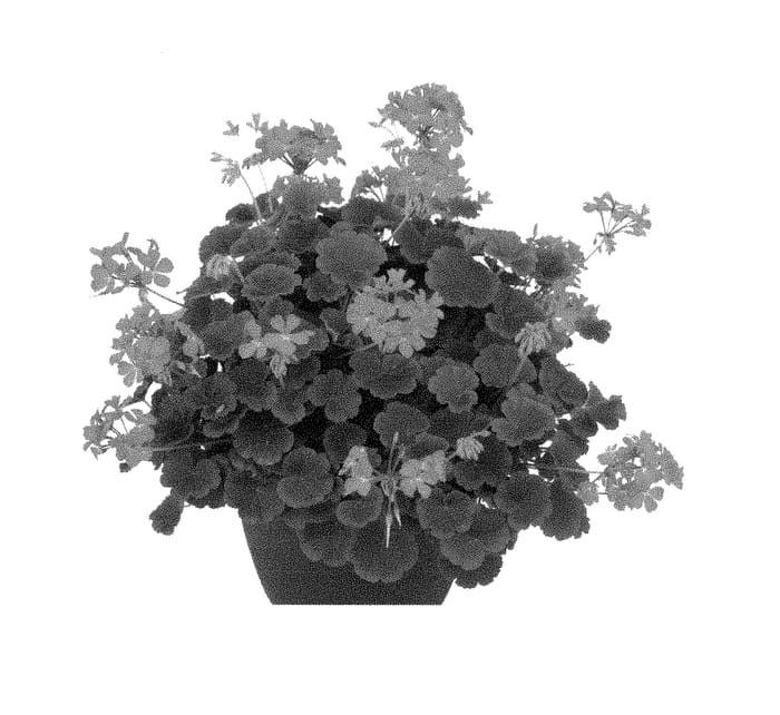 Figure 1 of US plant patent PP29017, the photograph of Fipelbrofini printed in the patent.