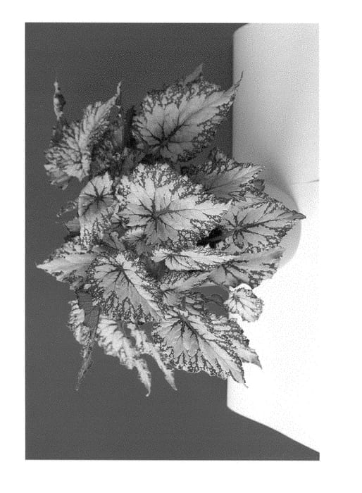 Figure 1 of US plant patent PP29018, the photograph of KRBELAT02 printed in the patent.