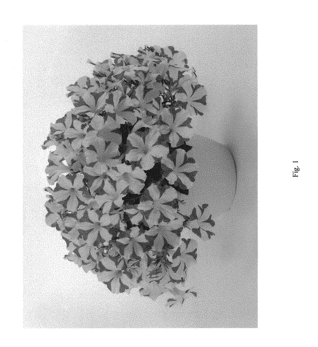 Figure 1 of US plant patent PP29019, the photograph of DAMORMIO printed in the patent.