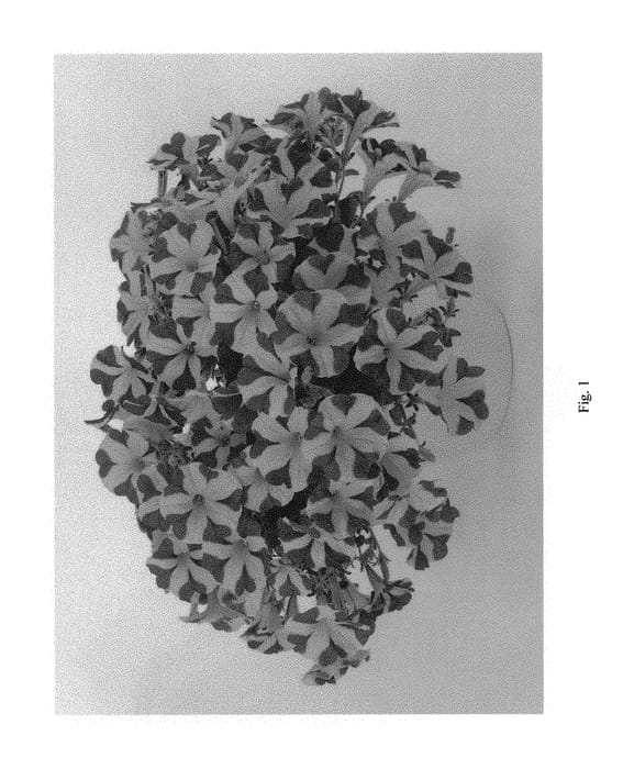 Figure 1 of US plant patent PP29020, the photograph of DAMORQUEEN printed in the patent.
