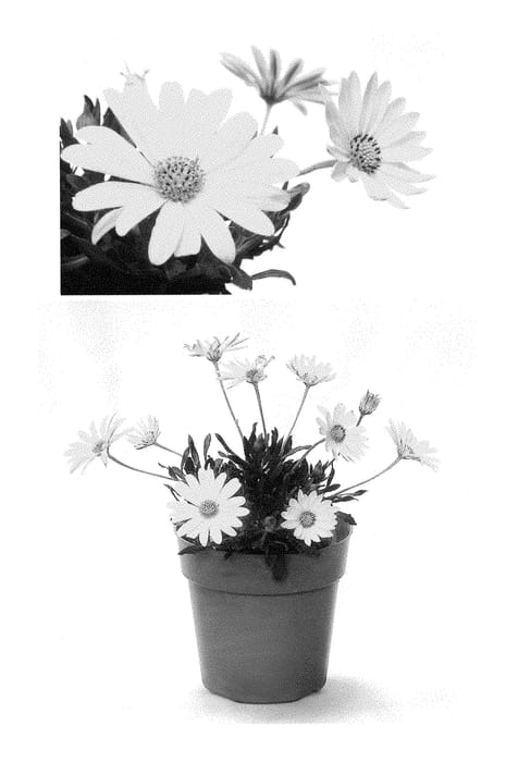 Figure 1 of US plant patent PP29021, the photograph of Inostyelow printed in the patent.