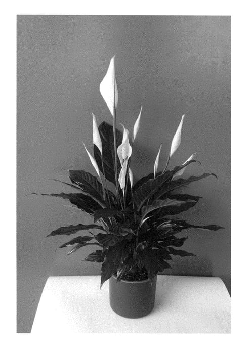Figure 1 of US plant patent PP29022, the photograph of Spamobla printed in the patent.
