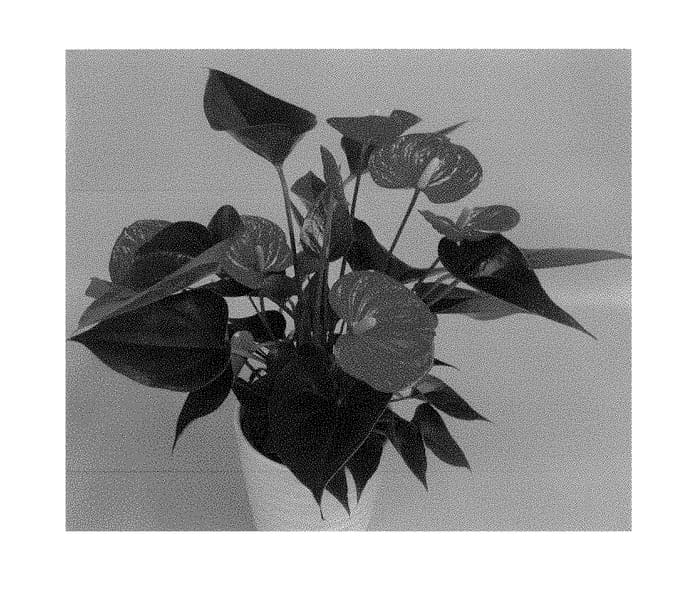 Figure 1 of US plant patent PP29023, the photograph of RYN2011113 printed in the patent.