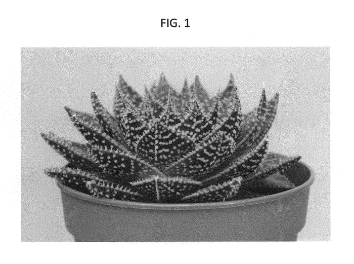 Figure 1 of US plant patent PP29024, the photograph of AMIAL1620 printed in the patent.