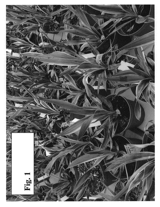 Figure 1 of US plant patent PP29025, the photograph of TUSZYUC001 printed in the patent.