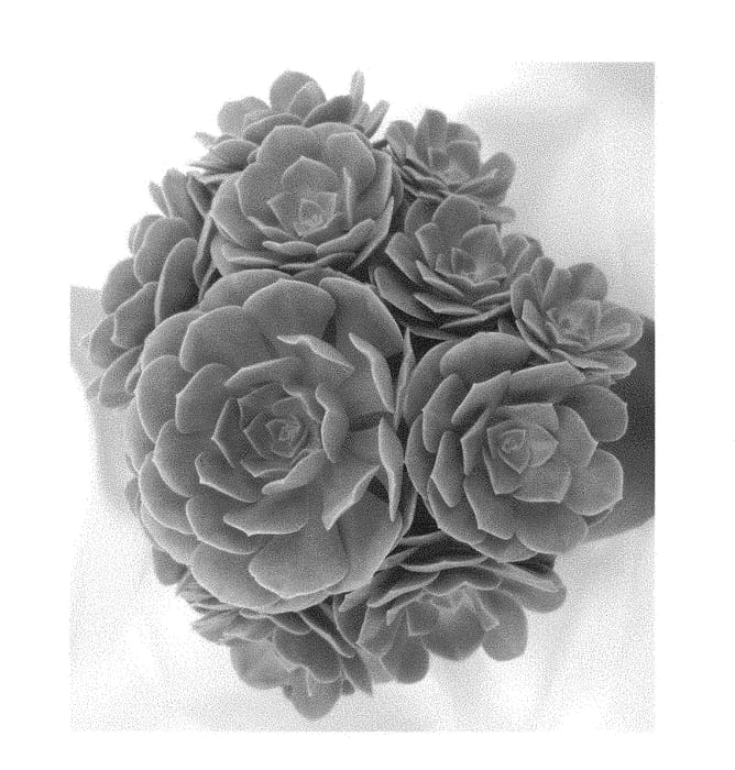 Figure 1 of US plant patent PP29026, the photograph of Caribbean Rose printed in the patent.