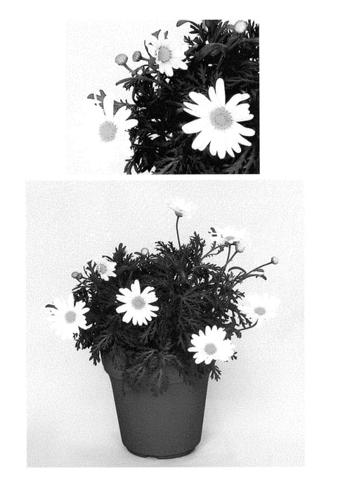 Figure 1 of US plant patent PP29027, the photograph of G14420 printed in the patent.