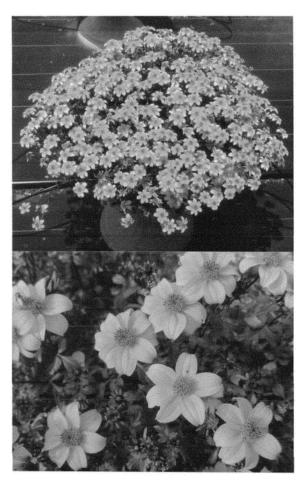 Figure 1 of US plant patent PP29028, the photograph of SUNBIDEVB 1 printed in the patent.