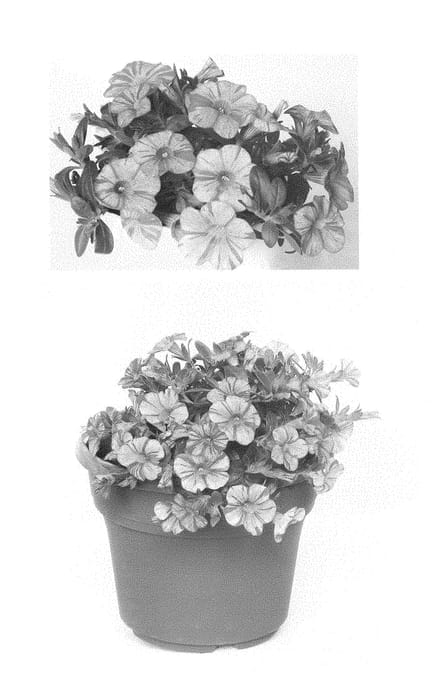Figure 1 of US plant patent PP29029, the photograph of INCALTRSUN printed in the patent.