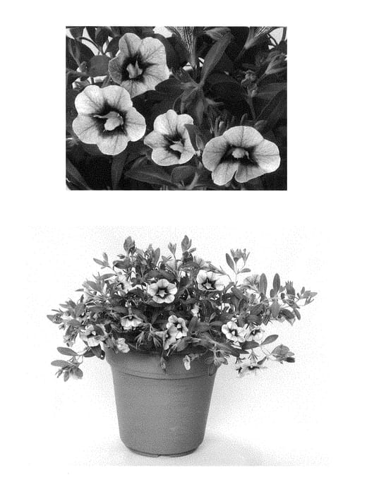 Figure 1 of US plant patent PP29030, the photograph of BBCAL27801 printed in the patent.