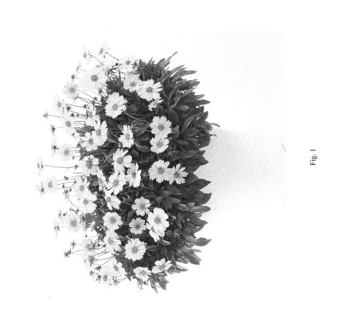 Figure 1 of US plant patent PP29031, the photograph of DCORGLOW printed in the patent.