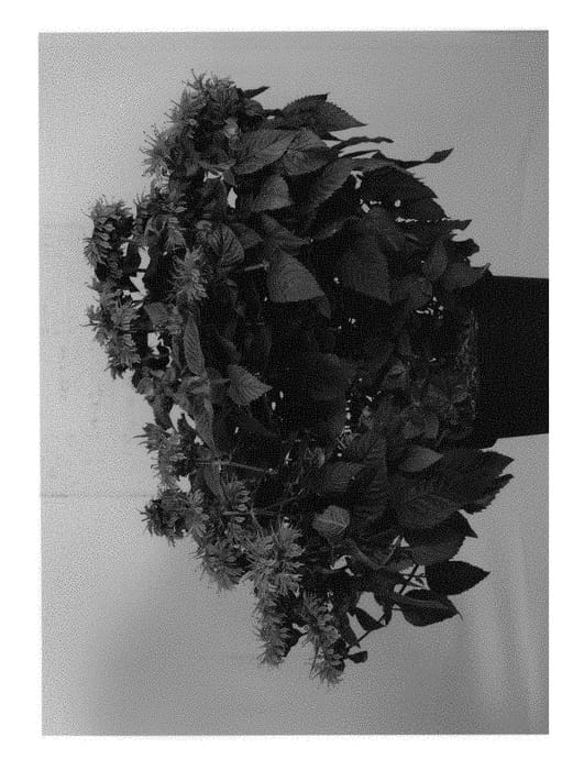 Figure 1 of US plant patent PP29032, the photograph of MON0012BFR printed in the patent.