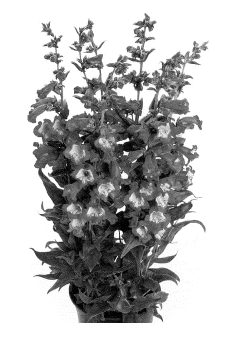 Figure 1 of US plant patent PP29033, the photograph of Barpenpepre printed in the patent.