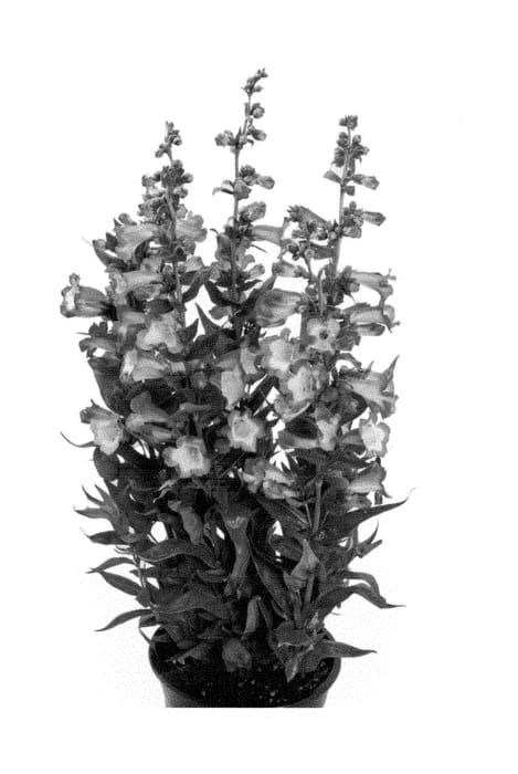 Figure 1 of US plant patent PP29034, the photograph of Barpenpeppin printed in the patent.