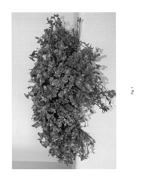 Figure 1 of US plant patent PP29035, the photograph of PHSFR11-0 printed in the patent.