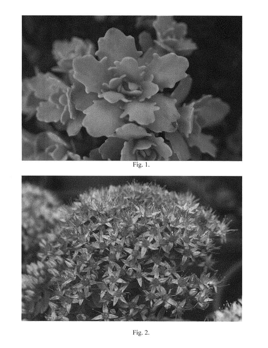 Figure 1 of US plant patent PP29036, the photograph of Rock Star printed in the patent.