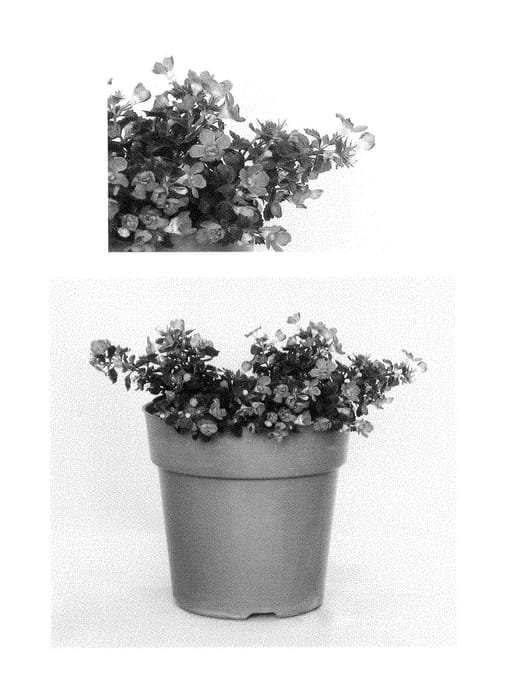 Figure 1 of US plant patent PP29037, the photograph of G13340 printed in the patent.