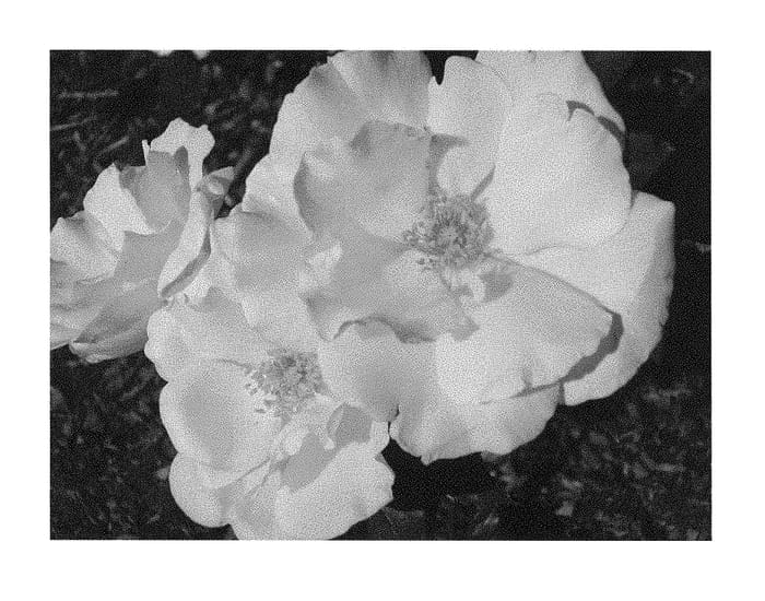 Figure 1 of US plant patent PP29038, the photograph of Radgardebyel printed in the patent.