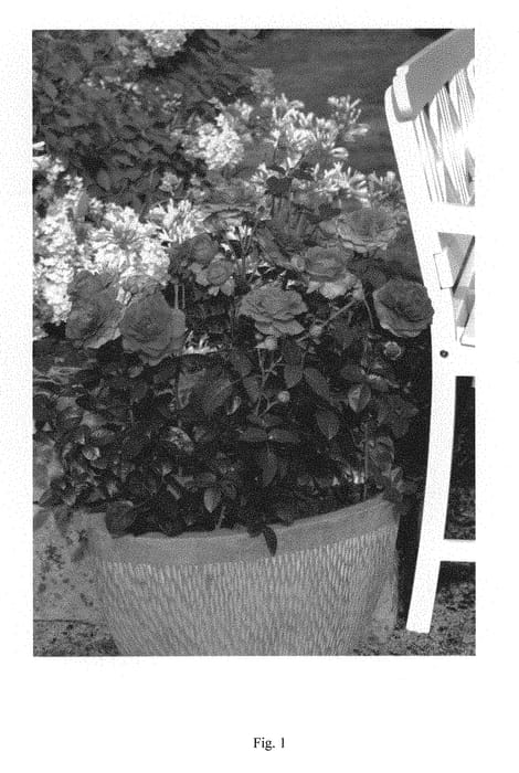 Figure 1 of US plant patent PP29039, the photograph of Noa38121 printed in the patent.