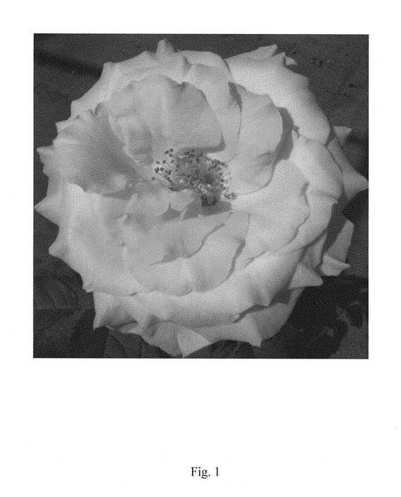 Figure 1 of US plant patent PP29040, the photograph of RNF Pink 02 printed in the patent.