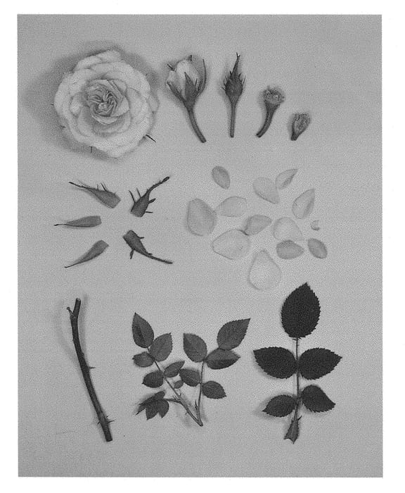 Figure 1 of US plant patent PP29041, the photograph of KORaroma03 printed in the patent.