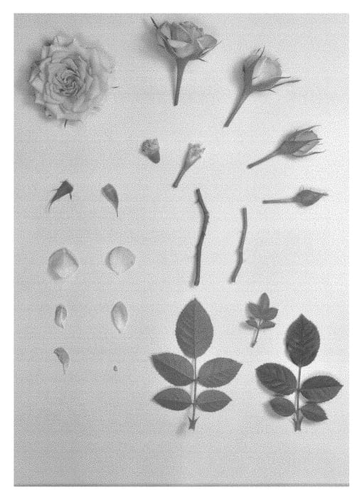 Figure 1 of US plant patent PP29042, the photograph of KORpot064 printed in the patent.