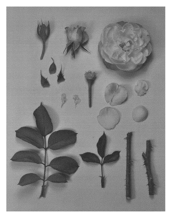 Figure 1 of US plant patent PP29043, the photograph of Hybrid tea rose plant named KORtaltal printed in the patent.
