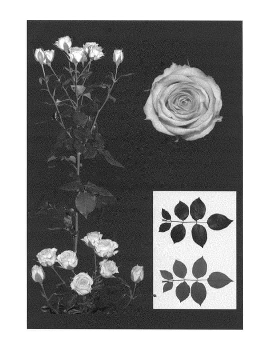 Figure 1 of US plant patent PP29044, the photograph of ESM R202 printed in the patent.