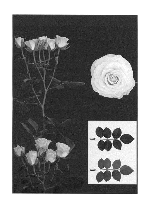 Figure 1 of US plant patent PP29045, the photograph of ESM R186 printed in the patent.
