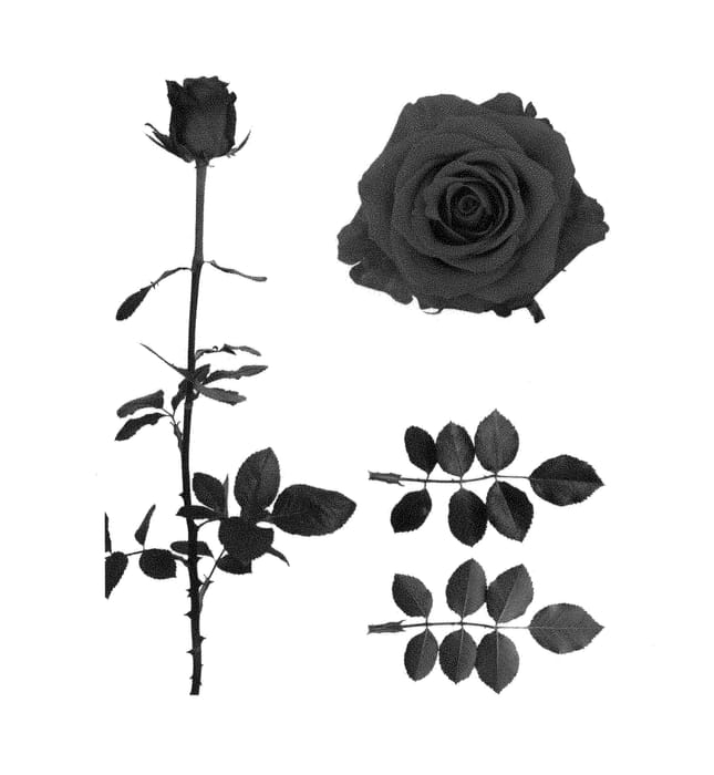 Figure 1 of US plant patent PP29046, the photograph of ESM R197 printed in the patent.