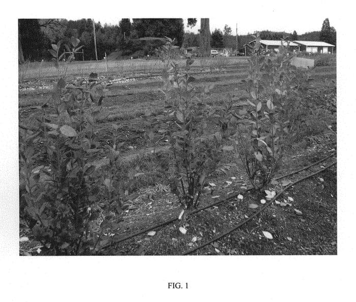 Figure 1 of US plant patent PP29047, the photograph of ZF08-070 printed in the patent.