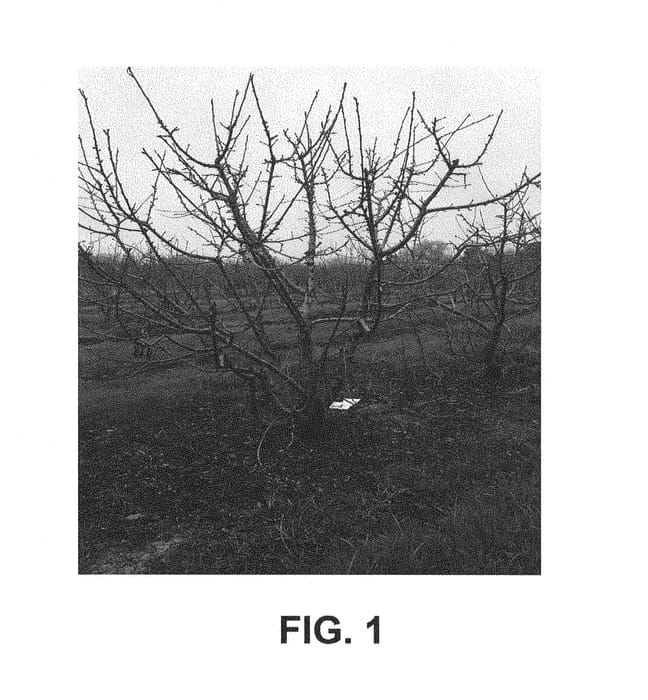 Figure 1 of US plant patent PP29048, the photograph of SMS-16-CA 2014-16 printed in the patent.