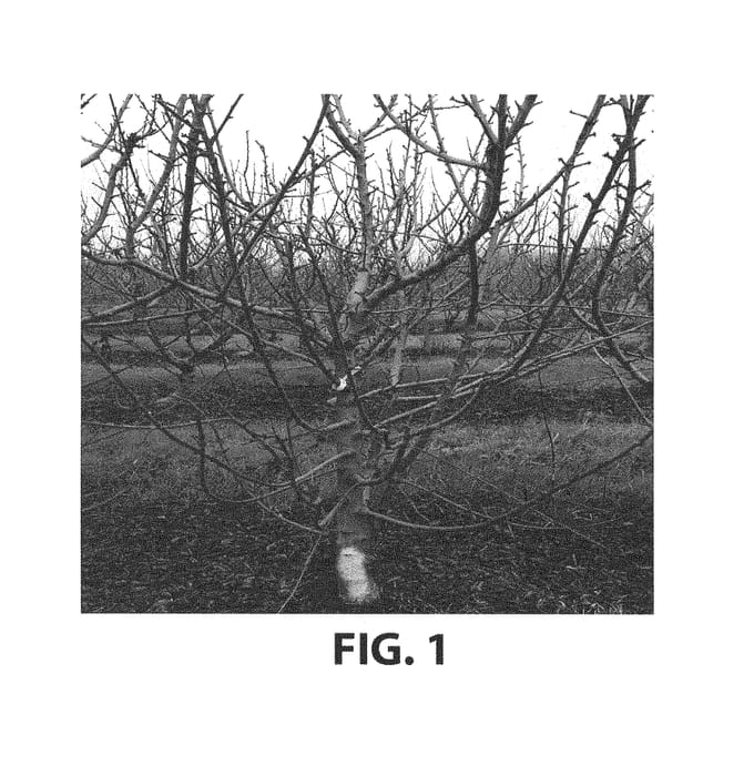 Figure 1 of US plant patent PP29049, the photograph of SMS-9CA 2014-9 printed in the patent.
